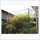 ブルーベリーの鳥対策＆初収穫