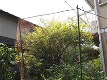 ブルーベリーの鳥対策＆初収穫