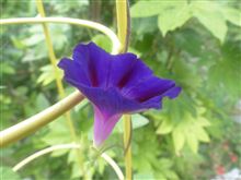 7月18日金曜日の日記 食人の風習 7月18日金曜日の日記 食人の風習