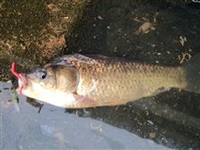 今年の初の釣行は～(^_^;)