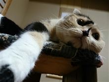 盛り上げてこΨ(￣∇￣)Ψ