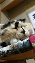 頂き物って素晴らしい(￣▽￣)b