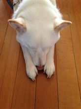 はくしょん