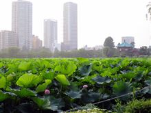 上野不忍池