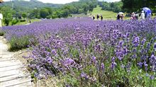 ラベンダーとか貼り替え予定とか