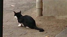 野良猫