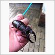 ミヤマクワガタ（深山鍬形 Lucanus maculifemoratus）