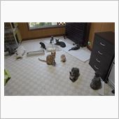 ねこやしき