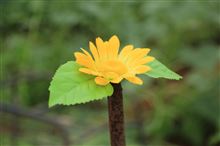 ど根性ひまわり！？