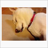 ひつじさん
