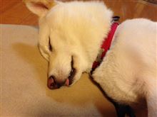 ひつじさん