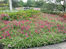 なばなの里へ行ってきました。