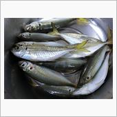 夜焚きイカのはずが・・・