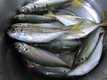 夜焚きイカのはずが・・・