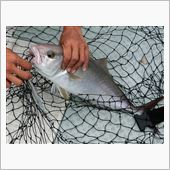 カツオ・マグロのナブラ撃ちの ...