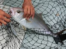 カツオ・マグロのナブラ撃ちのはずが・・・
