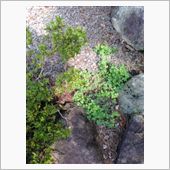 伸び盛り