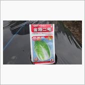 ハクサイ種蒔き