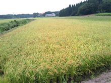 残暑お見舞い申し上げます。