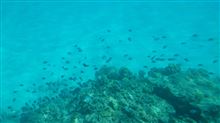 のぶを家 夏の家族旅行IN沖縄 沖縄のサンゴと熱帯魚たち~沖縄本土へ戻る のぶを家 夏の家族旅行IN沖縄 沖縄のサンゴと熱帯魚たち~沖縄本土へ戻る