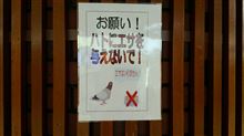 僕も同意見！･･･『お願い！ ハトにエサを与えないで！』(苦笑)