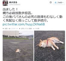 散歩拒否をする「柴犬まる」さんのツイッターがあまりに可愛いと話題に