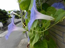 薄い薄い花 薄い薄い花