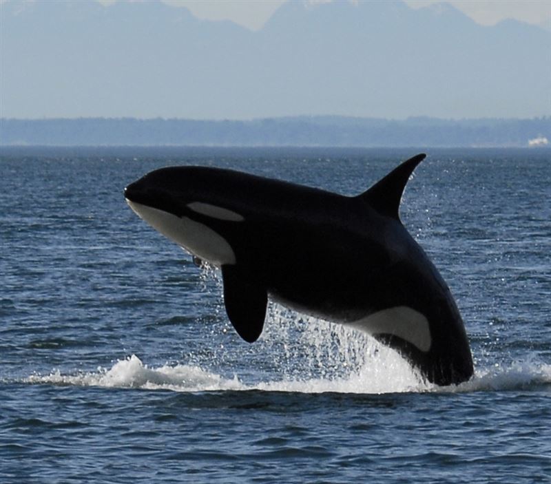 シャチ 海洋の食物連鎖の頂点に位置し 自然界での天敵は存在しない ヒロポンｓ W ｓのブログ ネコとネズミとフィギュアな日々 みんカラ