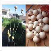2014瓢箪完結編＜乾燥＞