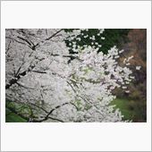 お花見とゲリラ撮影