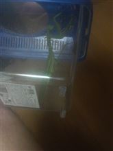 カマキリです