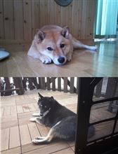 性格の違い♪