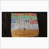 ラッキョ植え付け　白ゴマ脱穀