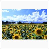 夏の終わり