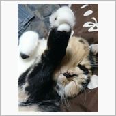 やるぞぉーΨ(￣∇￣)Ψ