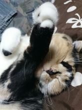 やるぞぉーΨ(￣∇￣)Ψ