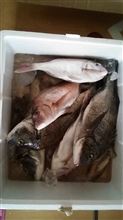昨日の釣果!!