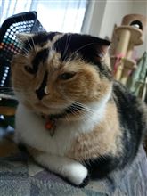 あずったけど(*&#180;∇｀*)