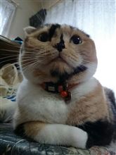 金木犀が☆