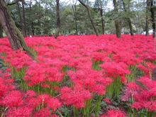 巾着田の曼珠沙華