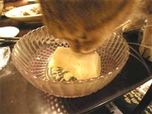 殿は、玉子豆腐が好きだった。 殿は、玉子豆腐が好きだった。