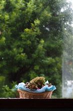 □伊豆の秋休み--Day2 雨と晴天のシャボテン編 □伊豆の秋休み--Day2 雨と晴天のシャボテン編