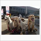 秋桜ハーフマラソン2014　 ...