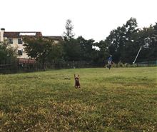 飛