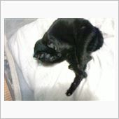 ネコは一緒に寝てた～