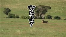 動物図鑑　今日からＢＳで放送 20141004