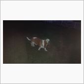ターミネーター犬   再び!