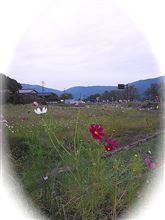 ぶどうには参加できませんでしたが