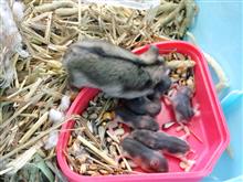 ジャンガリアン ハムスター 譲ります(^O^)/