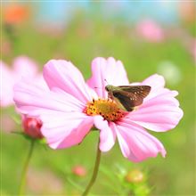 秋桜